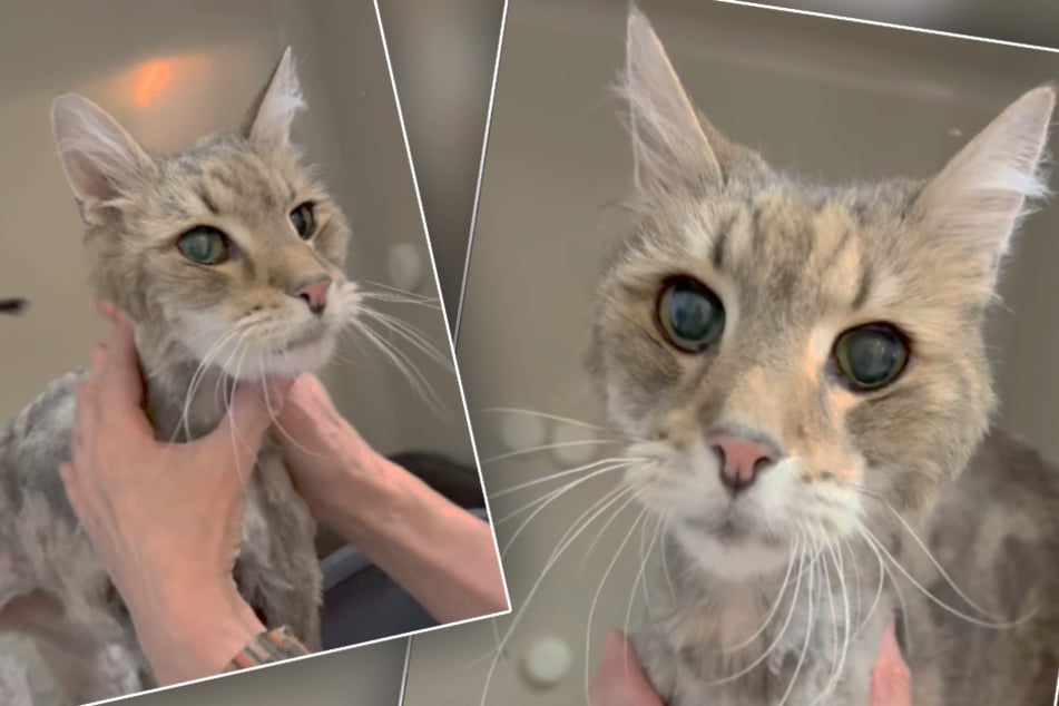 Im Tierheim Dellbrück wird Charlie derzeit wieder aufgepäppelt, um wieder zu Kräften zu kommen.