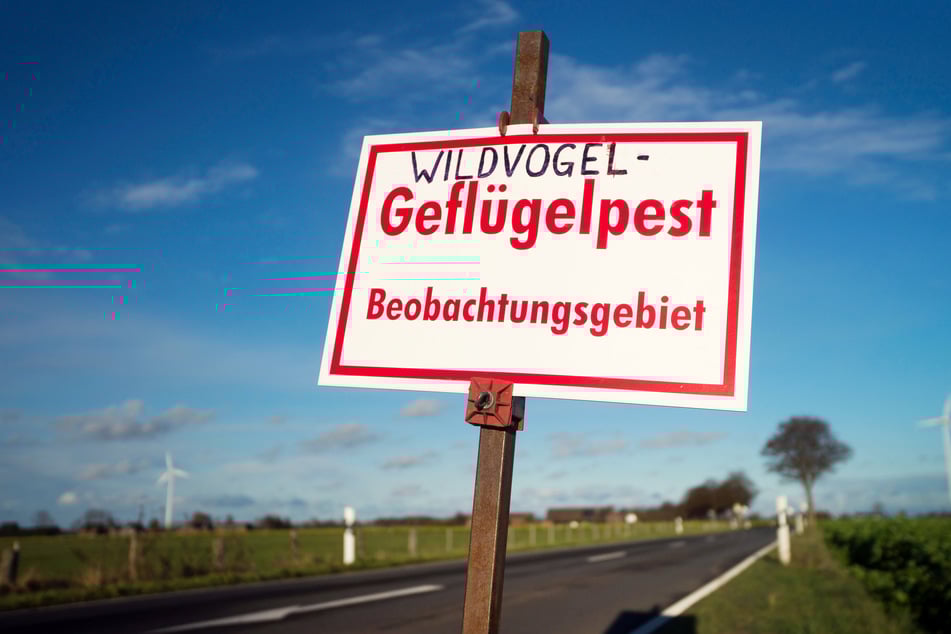 Alleine in Nordrhein-Westfalen sind 148 Fälle bei Wildvögeln registriert worden.