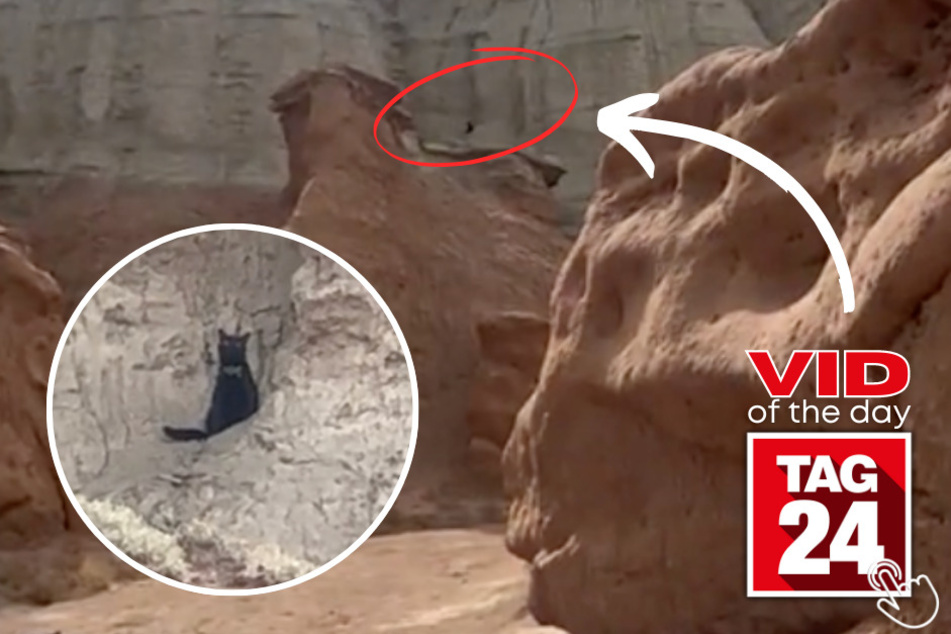 Today's Viral Video of the Day features a cat with a knack for exploring the unknown!