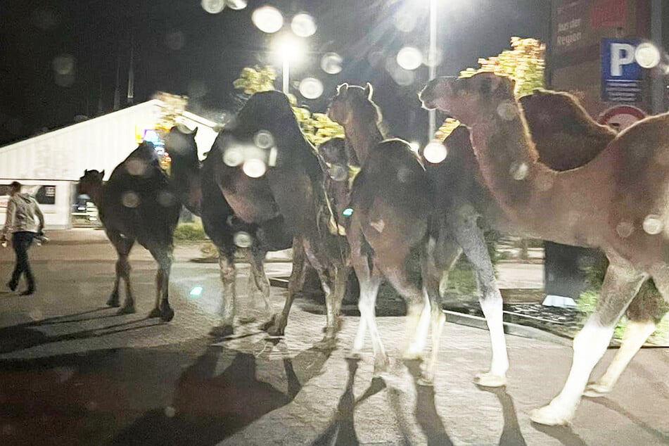 Am Samstagabend stolzierten zahlreiche Kamele und einige Pferde, die aus einem Zirkus ausgebüxt waren, unter anderem auch über einen Aldi-Parkplatz.