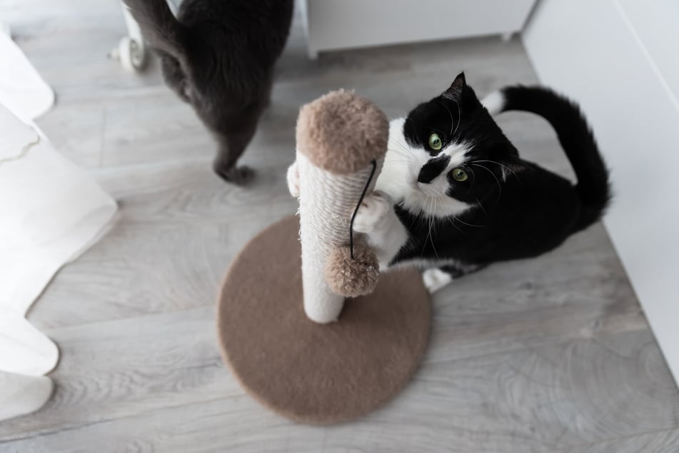 Kratzmöbel eignen sich hervorragend für Wohnungskatzen, um ihre Krallen zu pflegen und zu wetzen.