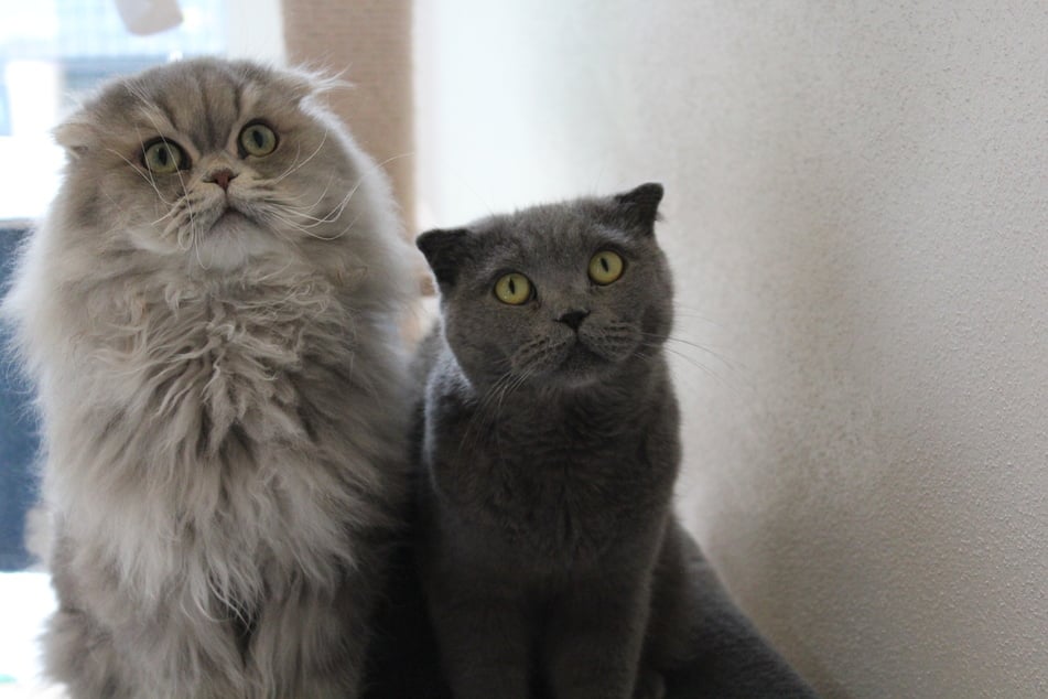 Katzen-Gespann Baboo (r.) und Sallah suchen gemeinsam ein neues Zuhause.