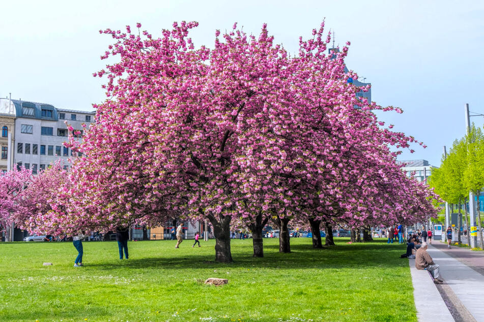 Auch diesen Frühling stehen die Kirschbäume vor dem Grassimuseum wieder in voller Blüte.