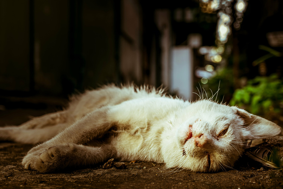 Der Kater "Joe" hat den Angriff mit der Schrotmunition nicht überlebt. (Symbolfoto).