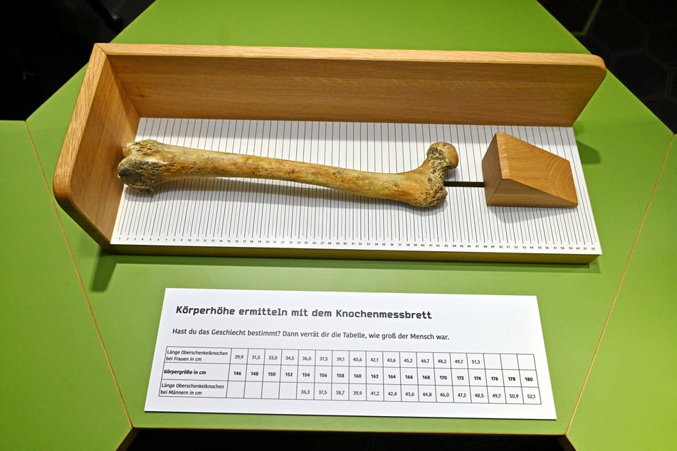 Anhand der Knochen-Replik können Besucher die Körpergröße herausfinden.