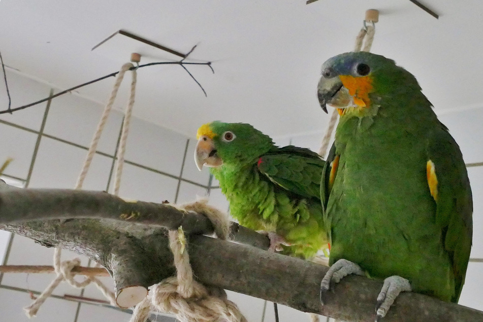 Sie verloren ihren Besitzer, nun haben sie nur noch einander: Was wird aus den beiden Papageien?