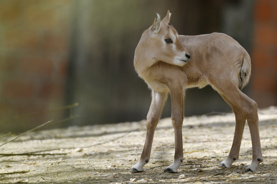 Die beiden Tiere blieben bei dem Fahrzeugbrand unverletzt. (Symbolfoto)