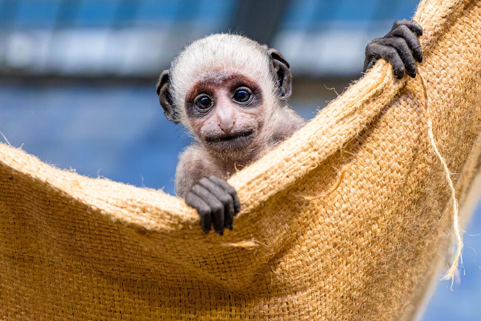 Das Jungtier hat am 4. Januar 2025 das Licht der Welt erblickt und erkundet gegenwärtig sein Gehege im Duisburger Zoo.