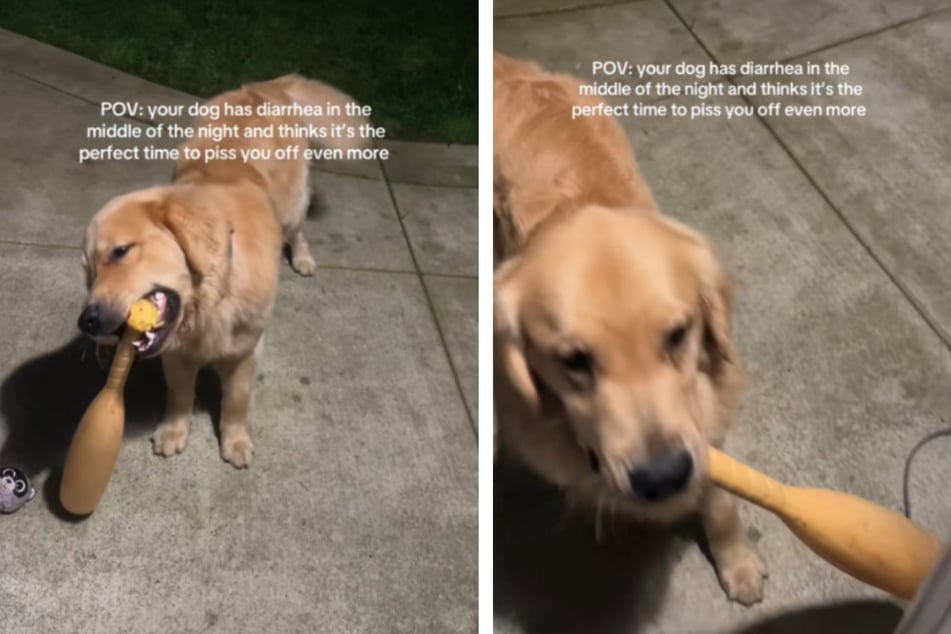 Hündchen Gus weckte seine Besitzer mitten in der Nacht auf - die waren davon wenig begeistert.