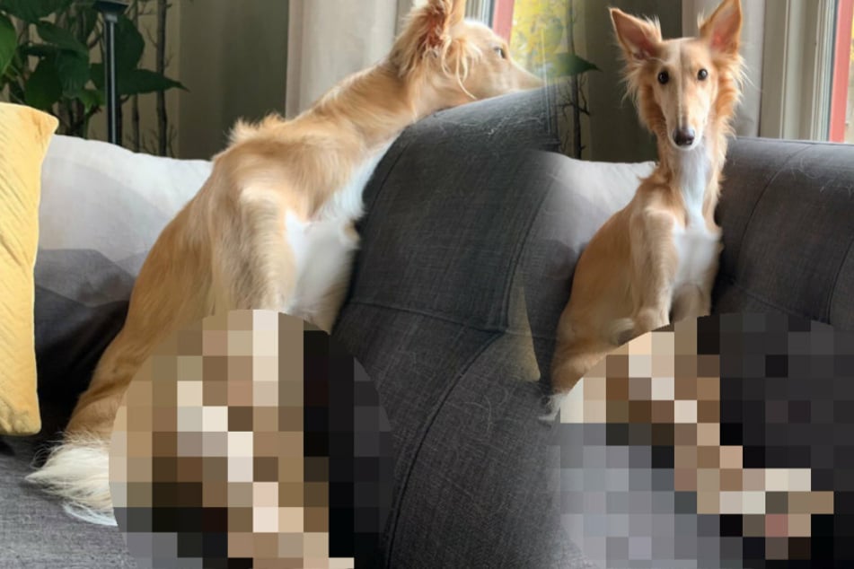 Cleo the dog shows humans how to stretch out and get comfortable