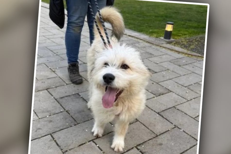 Hund Bobby erfreut sich im Tierheim Bergheim an großer Beliebtheit – er ist der absolute Liebling der Gassigänger.