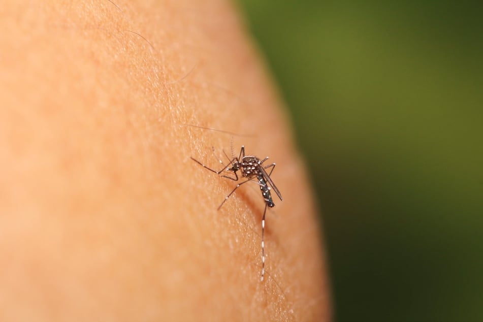Mosquito bites are especially common in summer, but how do you get rid of them?