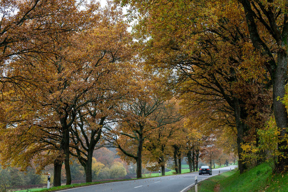 Wunderschön, kann aber auch mal rutschig werden: gefärbtes Herbstlaub. (Symbolfoto)