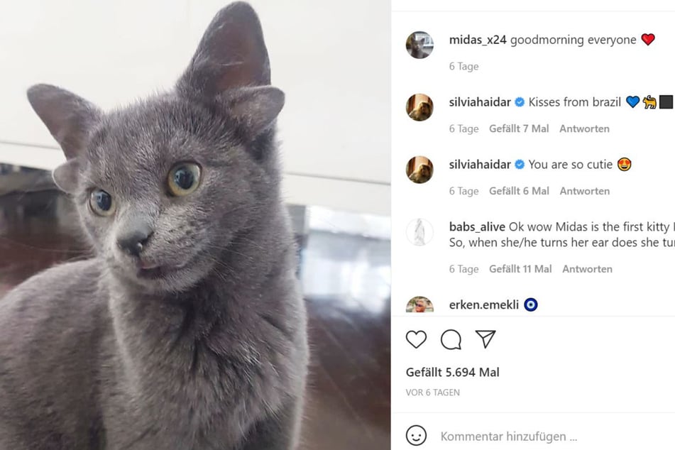 Midas the cat is lighting up the internet with her unusual appearance.