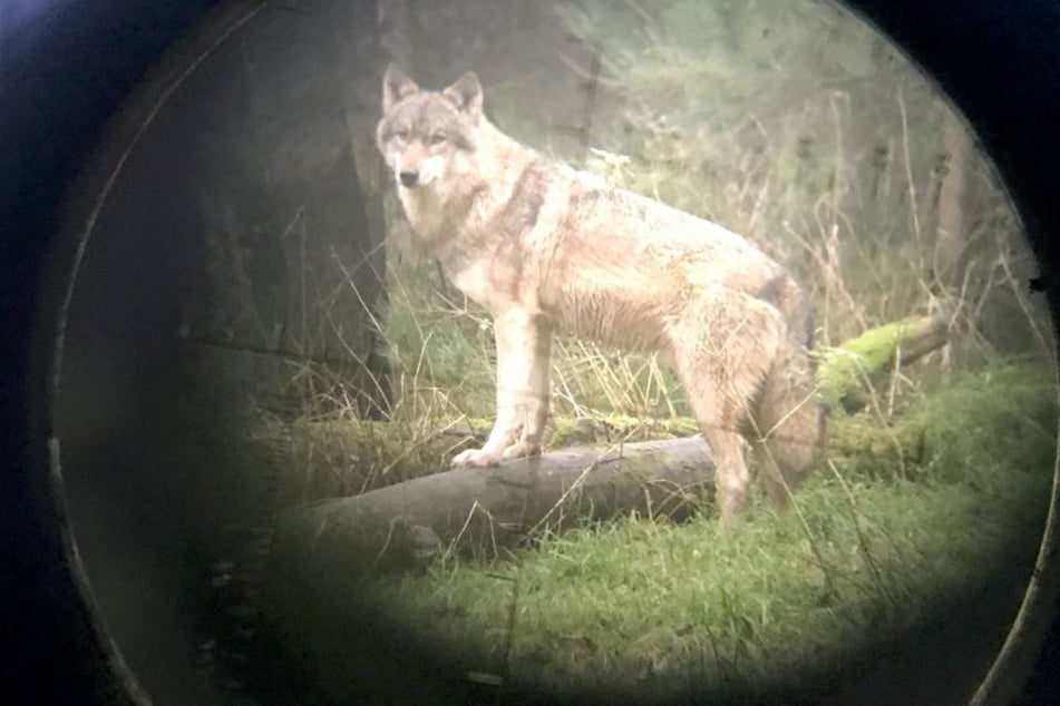 Der Wolf mit der Kennzeichnung "GW1896m" hat laut Behörden allein im April 35 Schafe und Lämmer getötet. (Symbolbild)