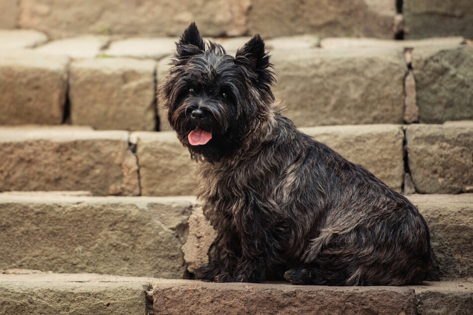 Wie alle Cairn Terrier eignet sich auch Kenny hervorragend als Familienhund. (Symbolbild)