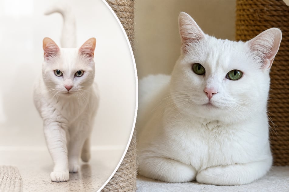 Besondere Schönheit: Katze Pfu lässt sich nur mit einer Sache beeindrucken