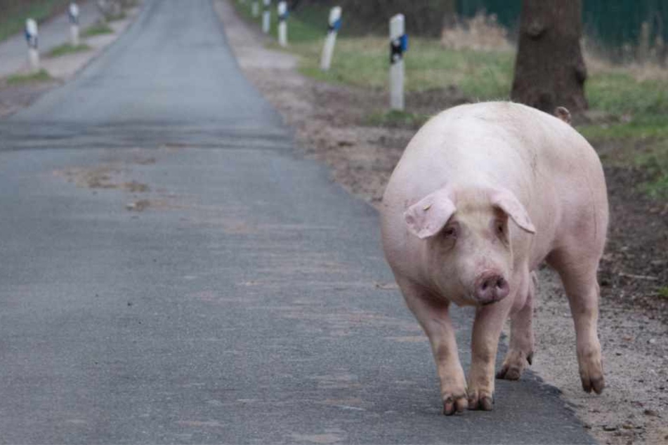 Das Schwein ging die Straße entlang.