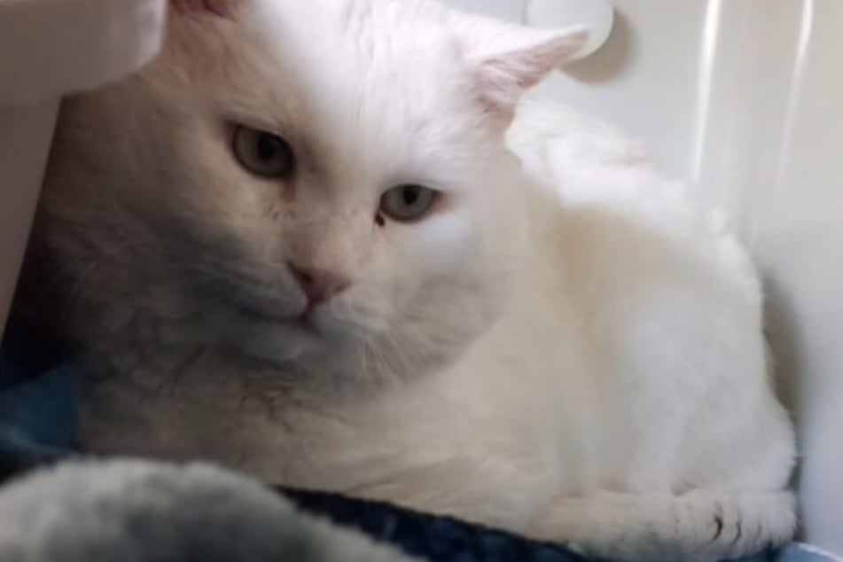 Kater Schneemann musste nach seinem Einzug ins Tierheim für längere Zeit in der Quarantänestation bleiben.