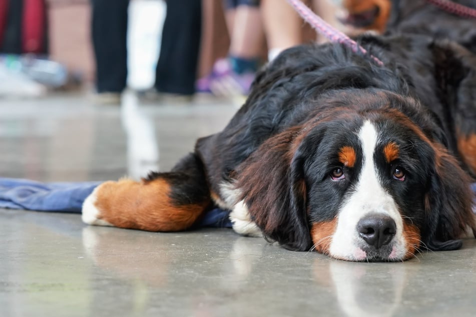 Ein Berner Sennenhund, der vor einem Supermarkt angebunden war, wurde in München entführt. (Symbolbild)