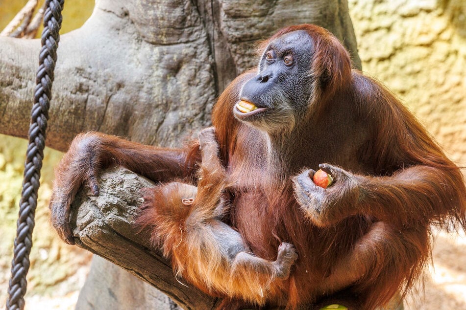Das teure Haus für die Affen erweist sich nicht als der erhoffte Besuchermagnet.