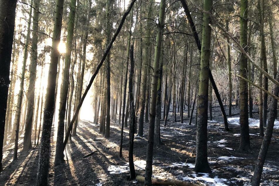 Circa 100 Quadratmeter Wald sind in Werdau abgebrannt.