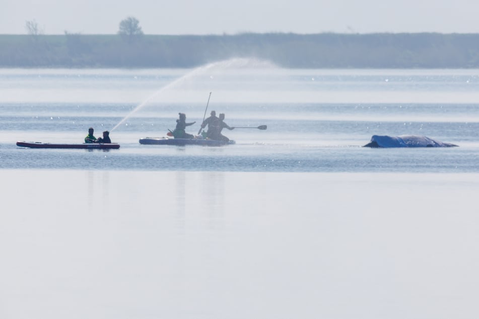 Tücher auf dem Rücken des Buckelwals schützen das Tier vor der Sonne.