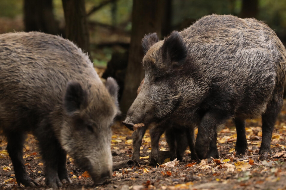 In Sachsen gab es bis zum 14. Juni 1 394 bestätige ASP-Fälle. Mit verstärkter Jagd auf Wildschweine will man in den Verbreitungsgebieten die Seuche stoppen.