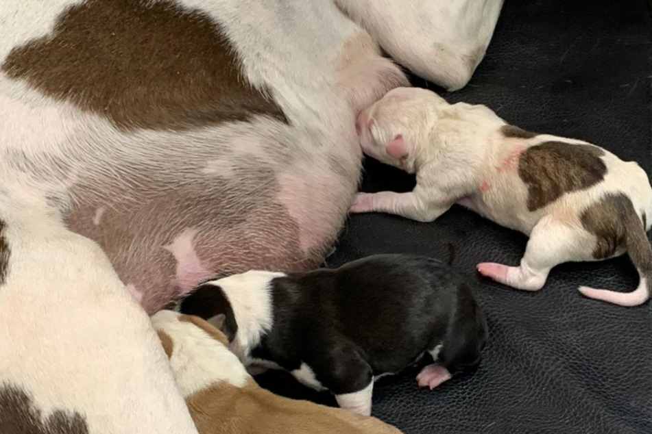 Insgesamt brachte die American-Staffordshire-Terrier-Dame neun Welpen zur Welt.
