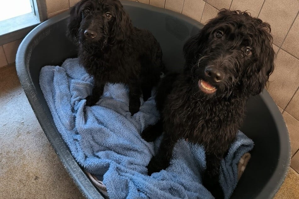 Insgesamt fünf Hunde konnten lebend gefunden werden.