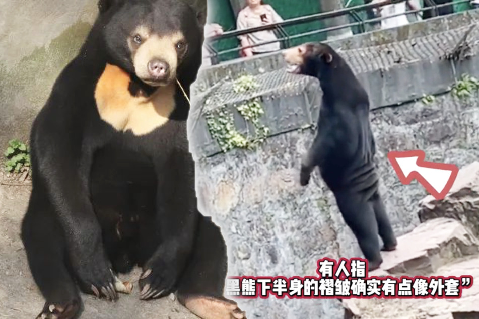 Mensch in Bärenkostüm? Zoo in China reagiert auf Vorwürfe