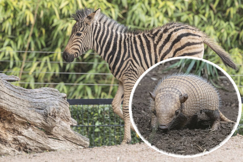 Chapman-Zebras und Gürteltiere in Hagenbeck haben Nachwuchs bekommen.