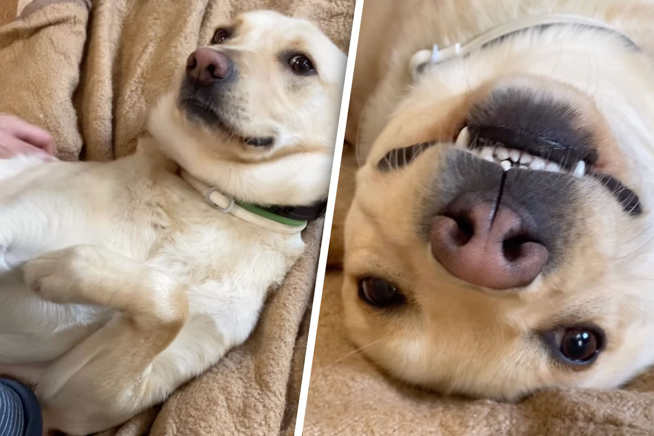 Hübscher Labrador-Mix zeigt sein schönstes Lächeln: Er möchte endlich adoptiert werden