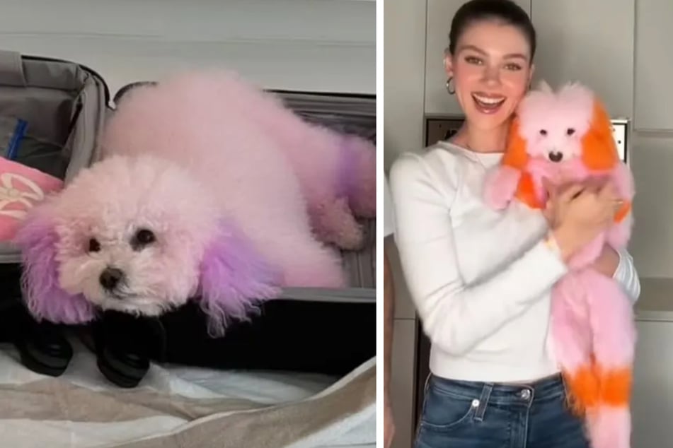 The two Bolognese dogs normally have white coats, but their fur is currently brightly colored, and Nicola Peltz-Beckham seems to like it that way!