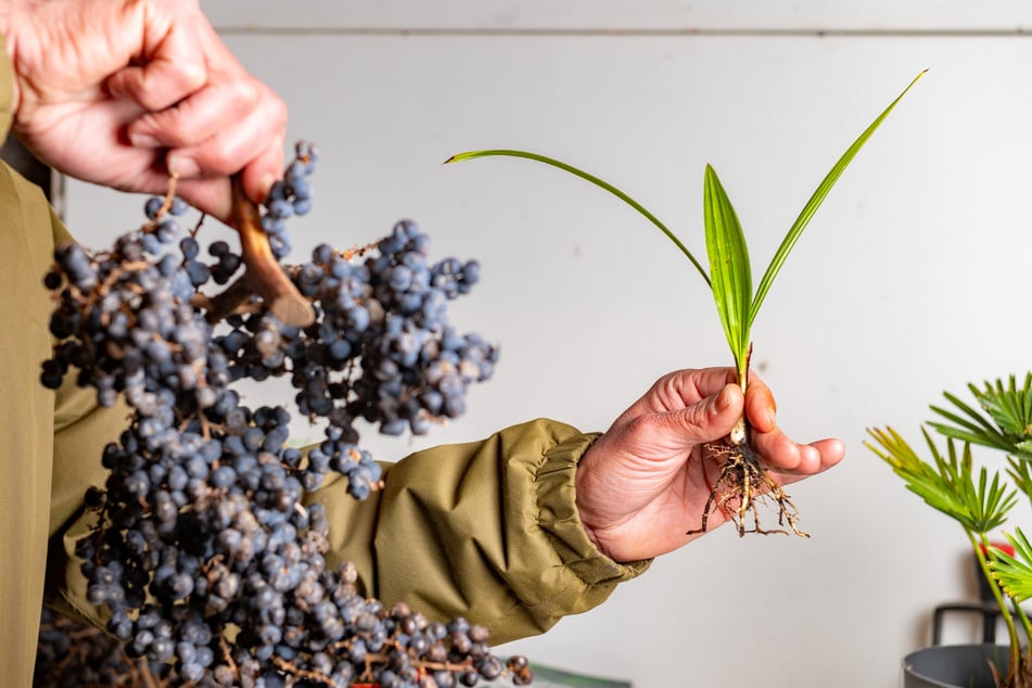 Vom Samen zum Sämling - ein Jahr dauert es, bis die Palme so "groß" ist.