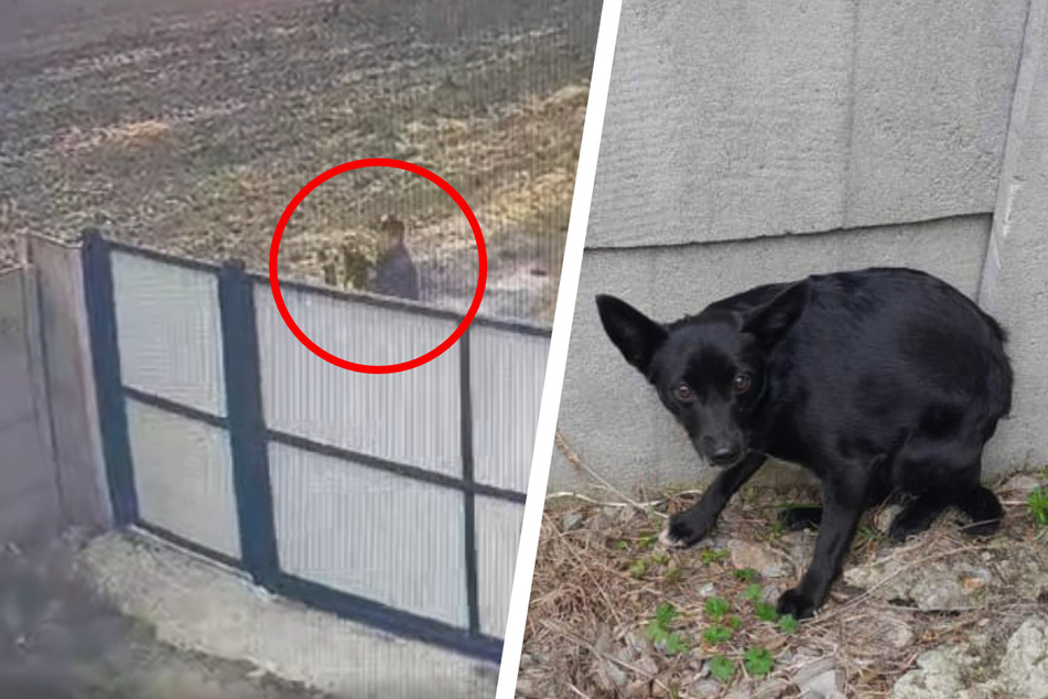 Mann schmeißt Hund über Zaun und hinterlässt einen Brief