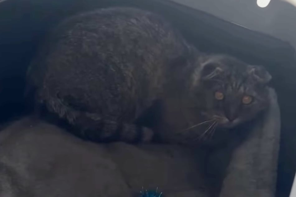 Kater Charles ist noch immer sehr scheu.