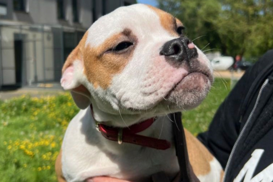 Die Old-English-Bulldog-Welpen wurde aus schlechter Haltung gerettet und suchen nun ein neues Zuhause.