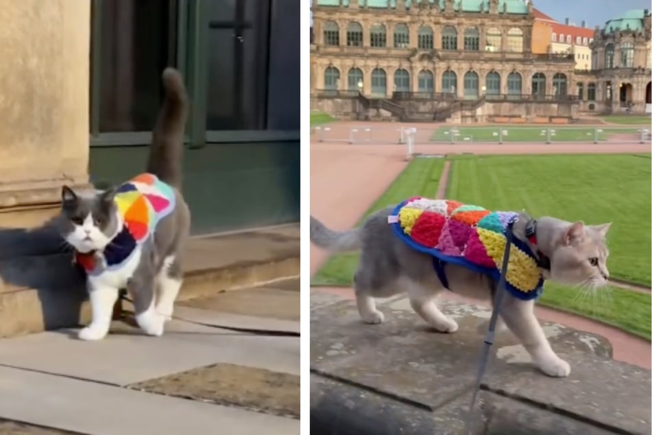 Mit ihren farbenfrohen Häkeljacken zogen die Katzen alle Blicke auf sich.