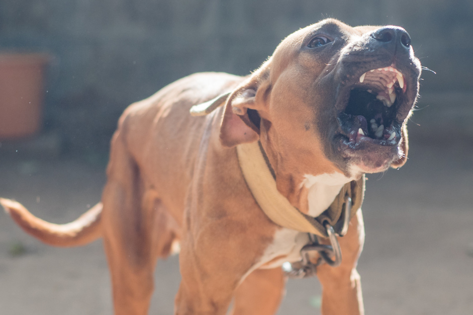 Sechs Pitbulls beendeten das Leben von Marli D. (†53) (Symbolbild).