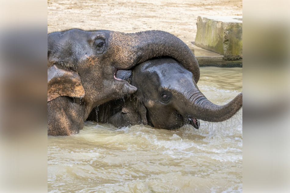 Auf Instagram veröffentlichte der Tierpark immer wieder Bilder des verspielten asiatischen Elefanten.