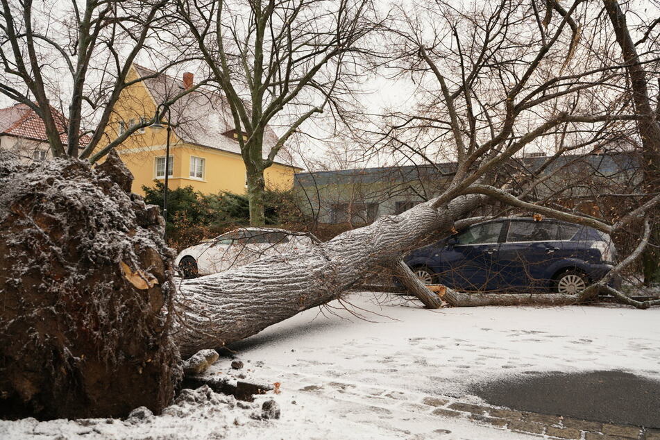 Schneesturm weht über Ostsachsen: Baum kracht auf Autos!