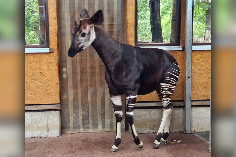 Der fünfjährige Okapibulle Laluk soll schon bald für Nachwuchs im Zoo sorgen.