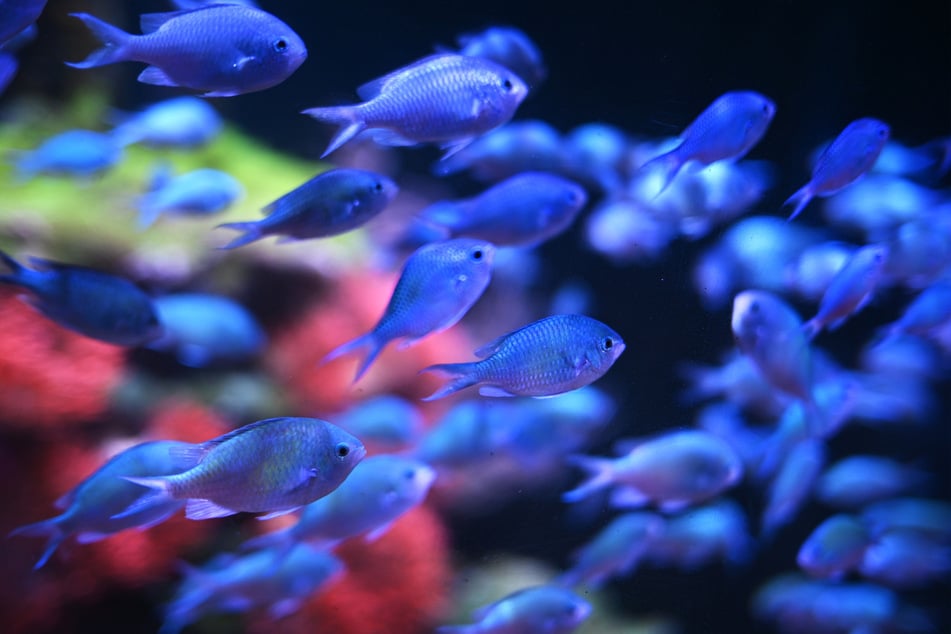 Das Sea Life Aquarium hat etwa 30 Wasserbecken, in denen zuletzt rund 3000 Tiere lebten.