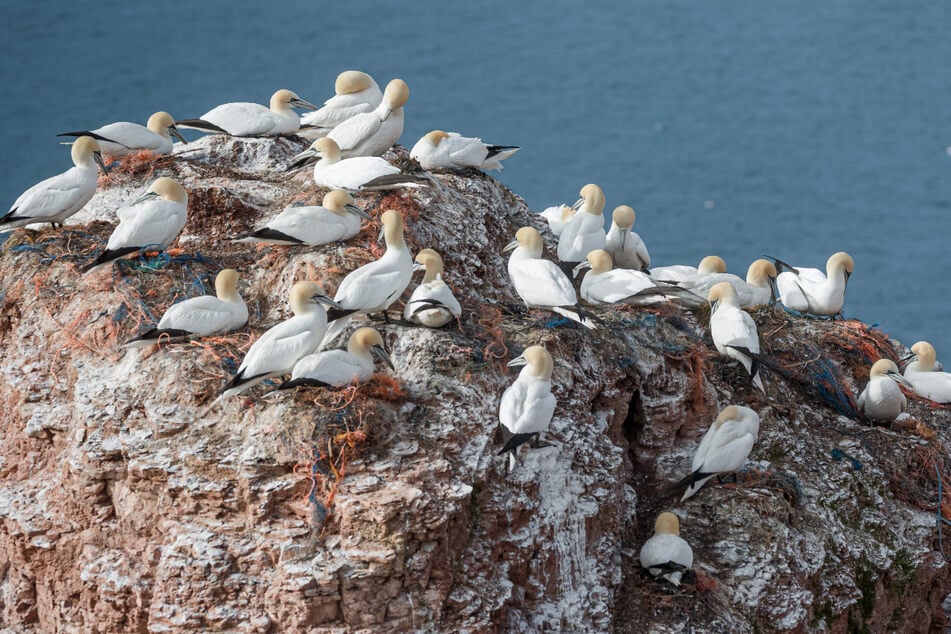 Basstölpel sitzen auf einem Felsen nahe der Langen Anna auf der Nordseeinsel Helgoland.