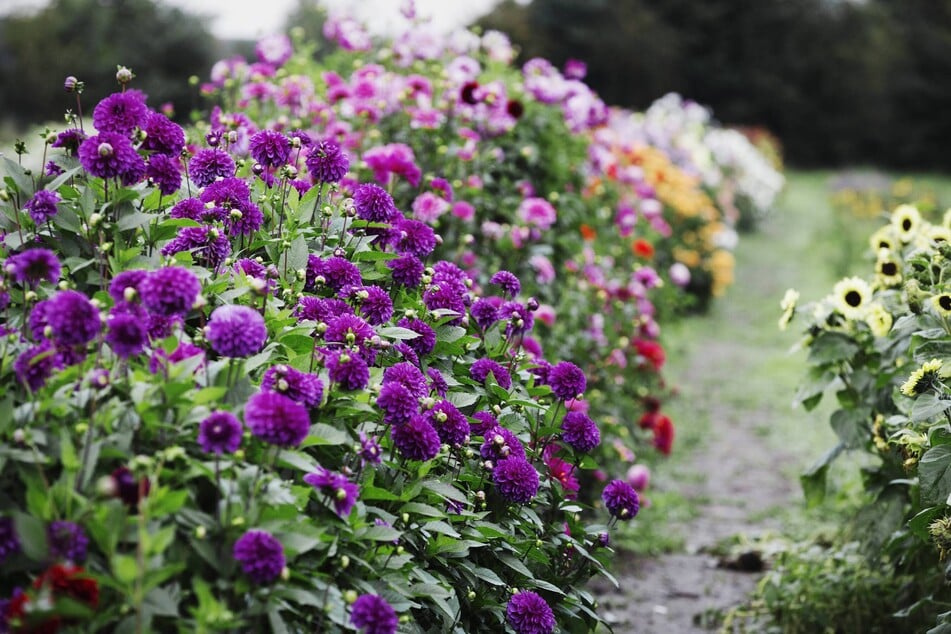 With summer comes pollen and with pollen often comes hay fever.