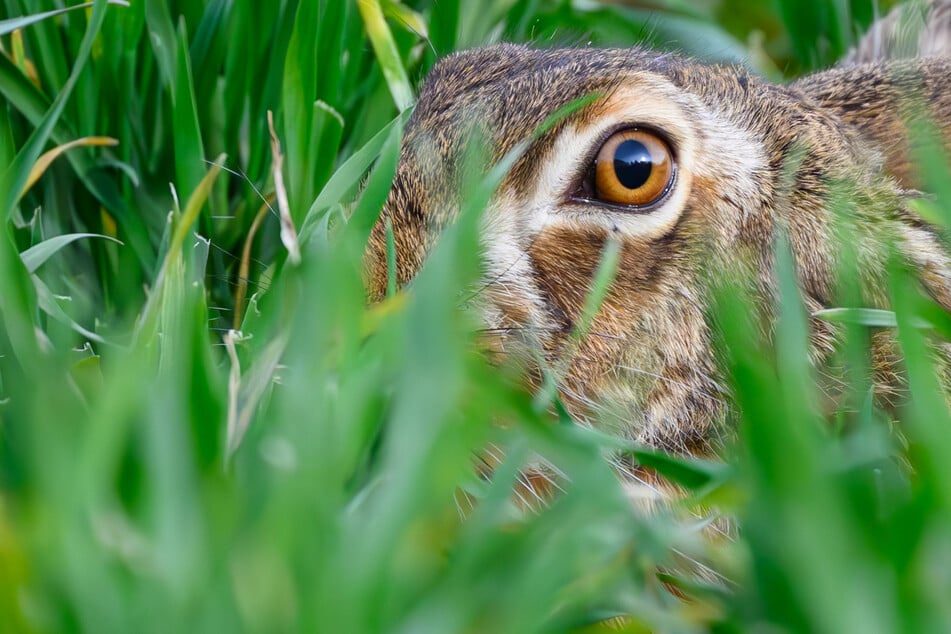 Hasen bei Mäharbeiten verletzt: Polizei tötet Tiere und ermittelt gegen Landwirt