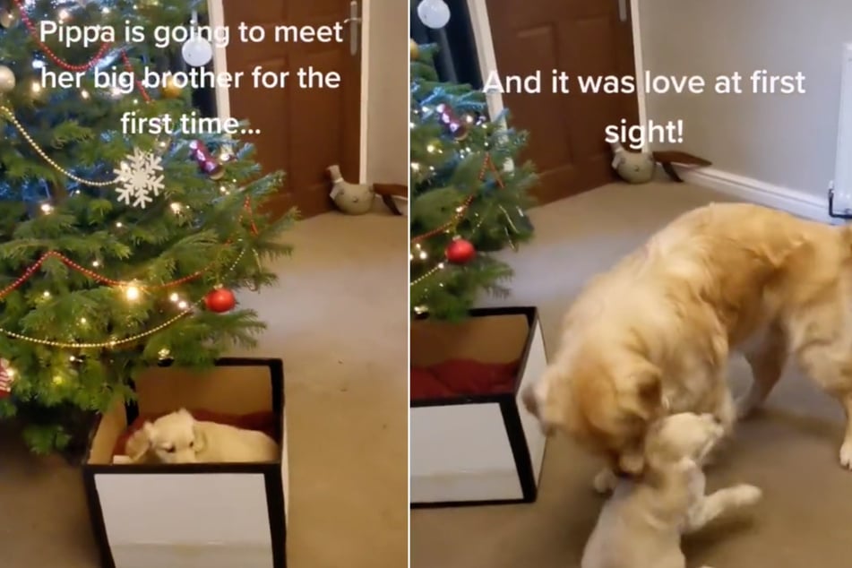 Wallace the dog got a very special present for Christmas: a puppy!