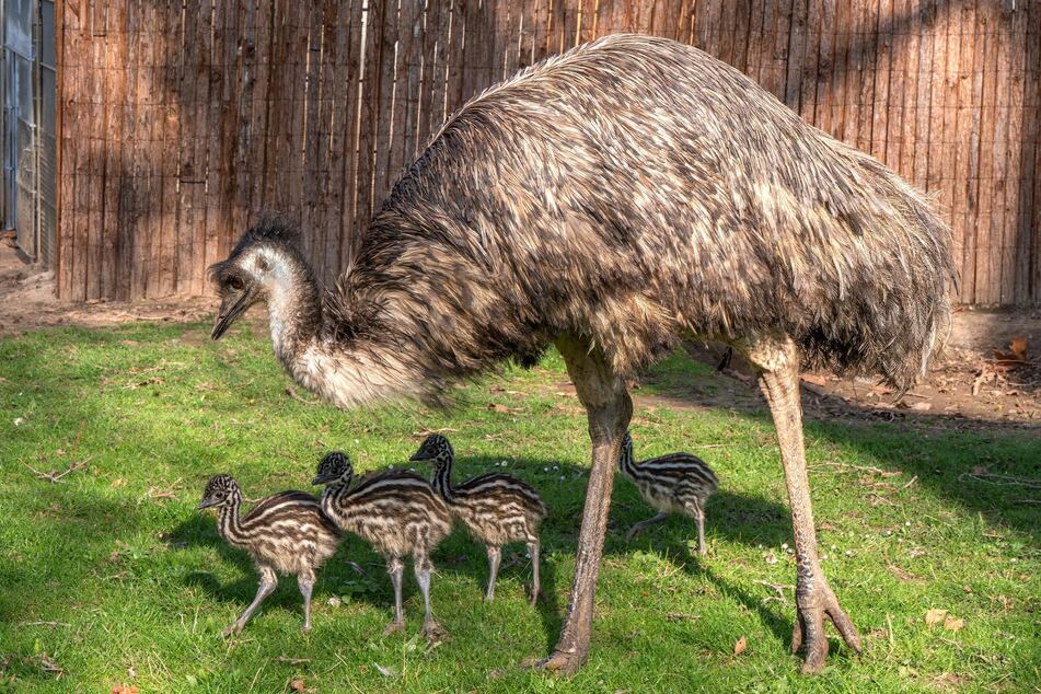 Da kommen sie angetapst: Der Emu-Nachwuchs erkundet das neue Terrain in der Stuttgarter Wilhelma.