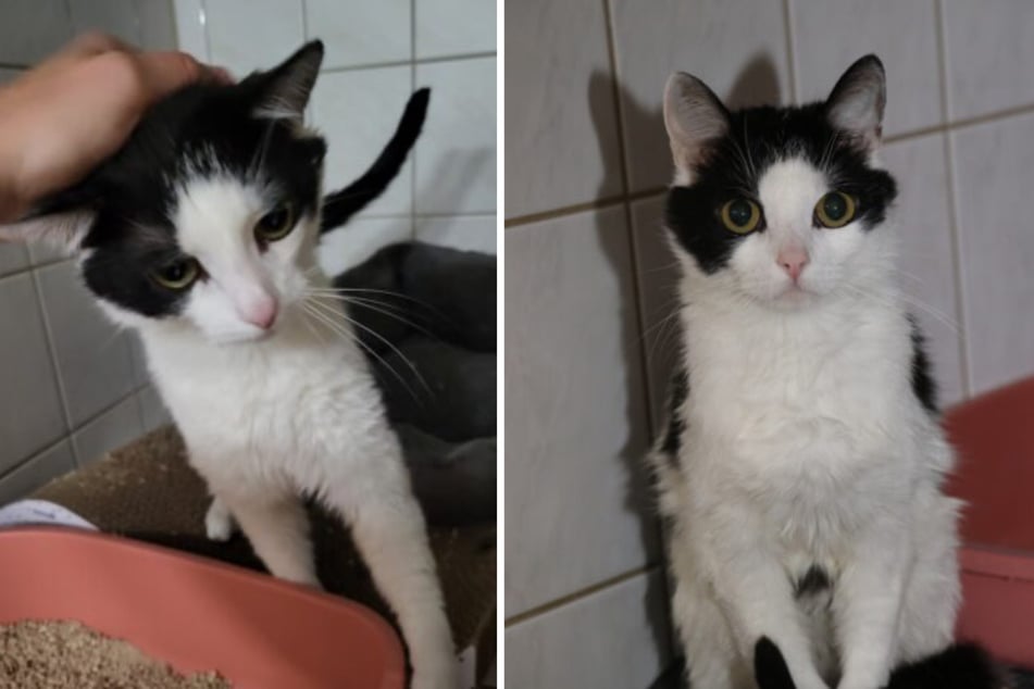 Mutlich si nic nevíc nepřeje než konečně mít bezpečný domov.